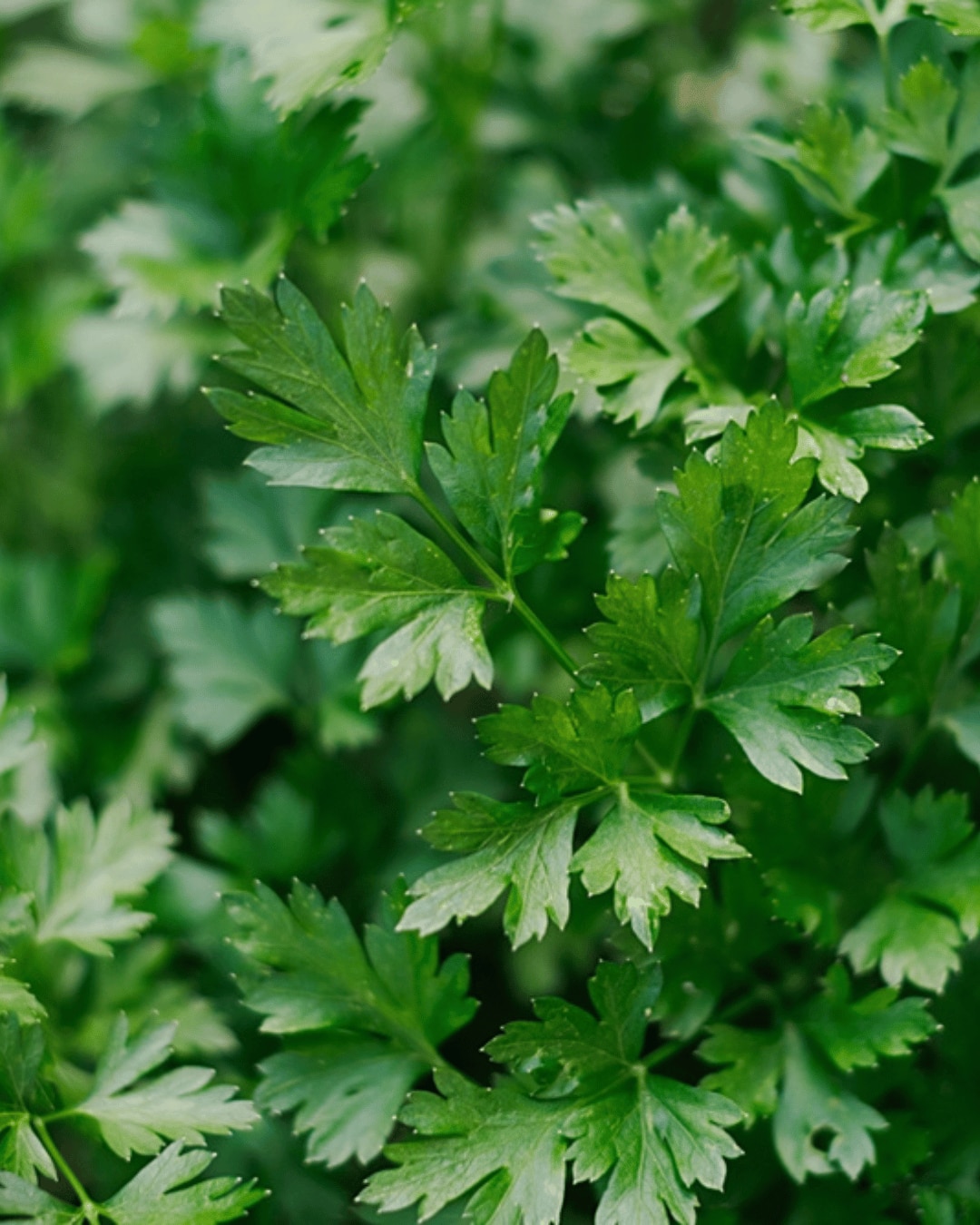  Green leaves of parsley