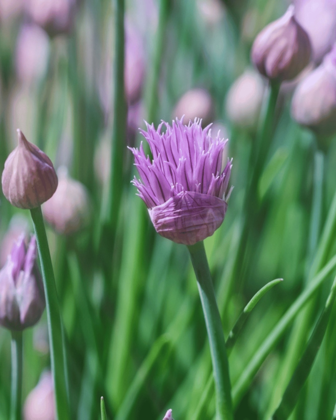 Lush flowering chives with purple buds in the garden