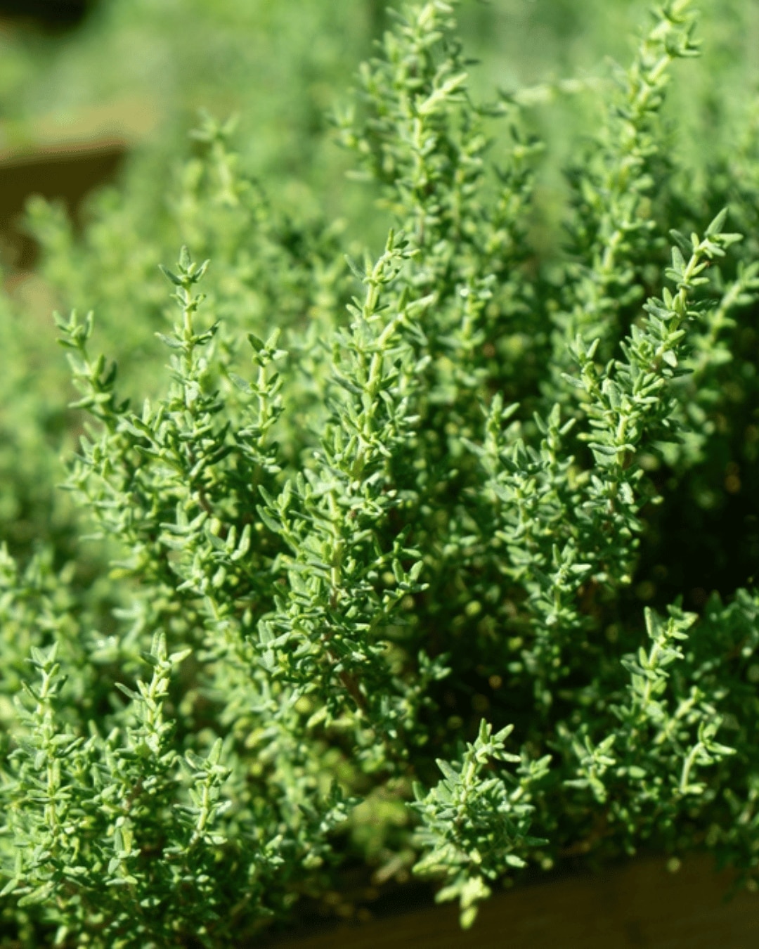 Green Thyme growing in the garden