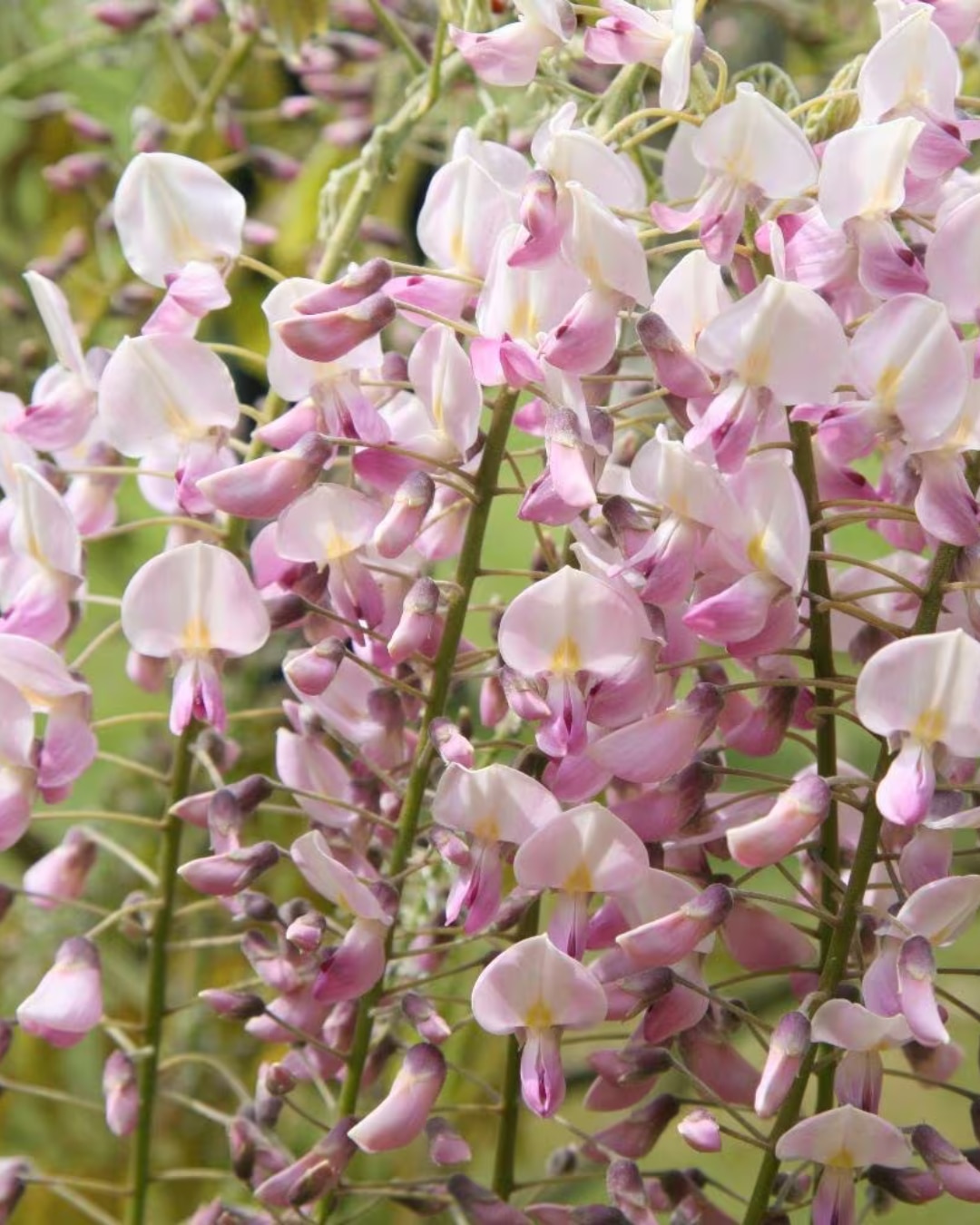 Wisteria floribunda f. rosea ‘Hon-beni’ in flower
