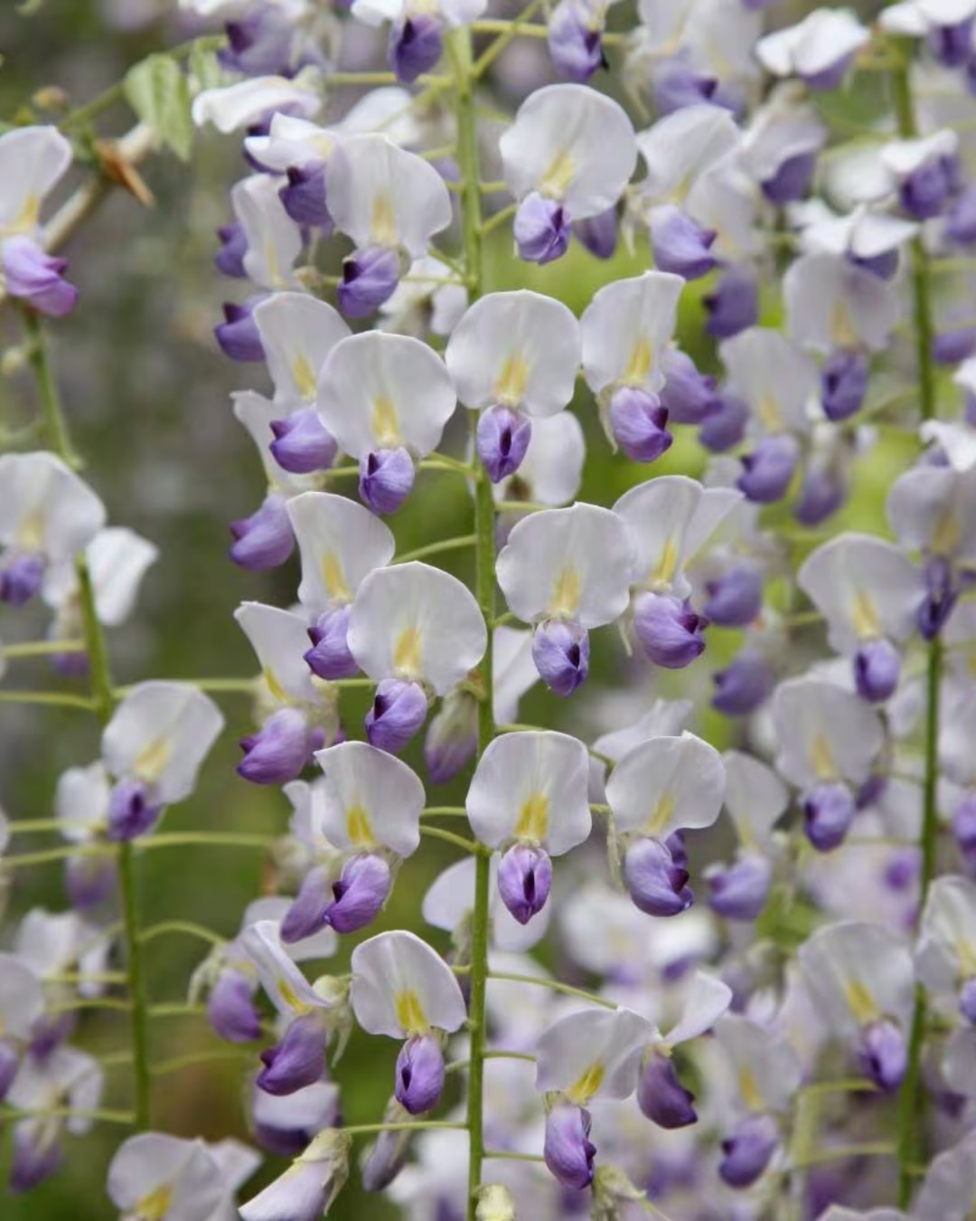 W. floribunda f. multijuga close up white and purple flowers 