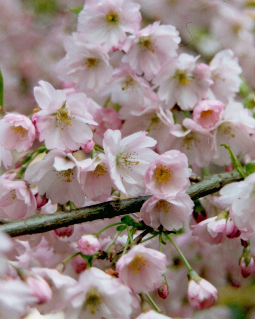 Prunus 'Pandora'