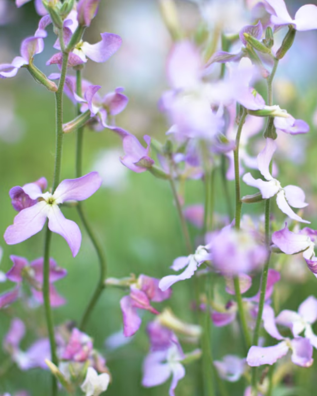 Matthiola longipetala subsp. bicornis