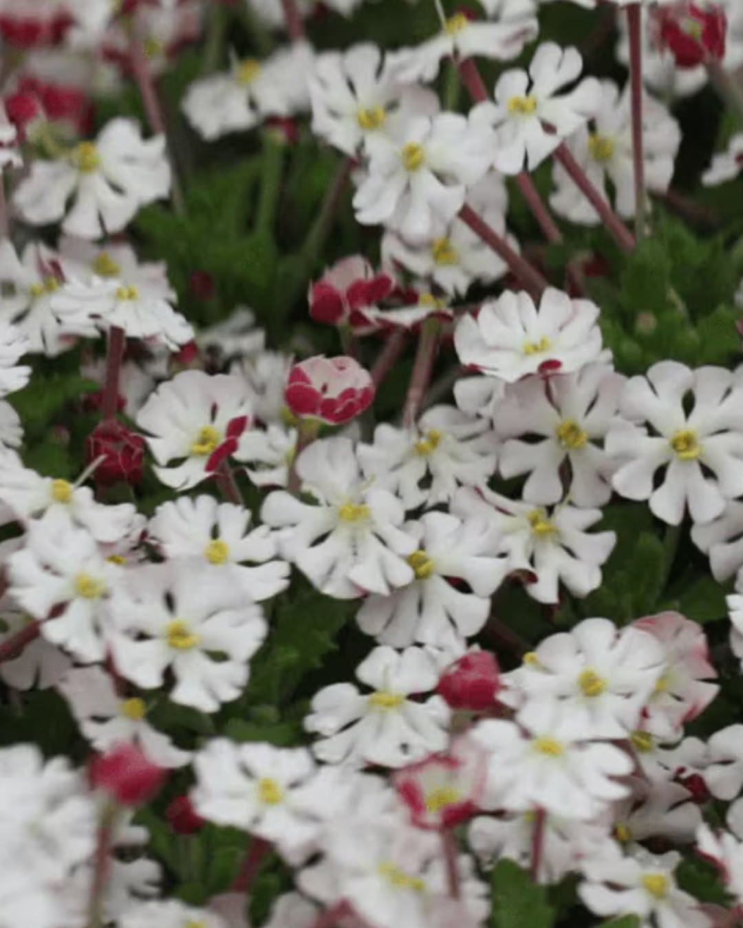 Zaluzianskya ovata