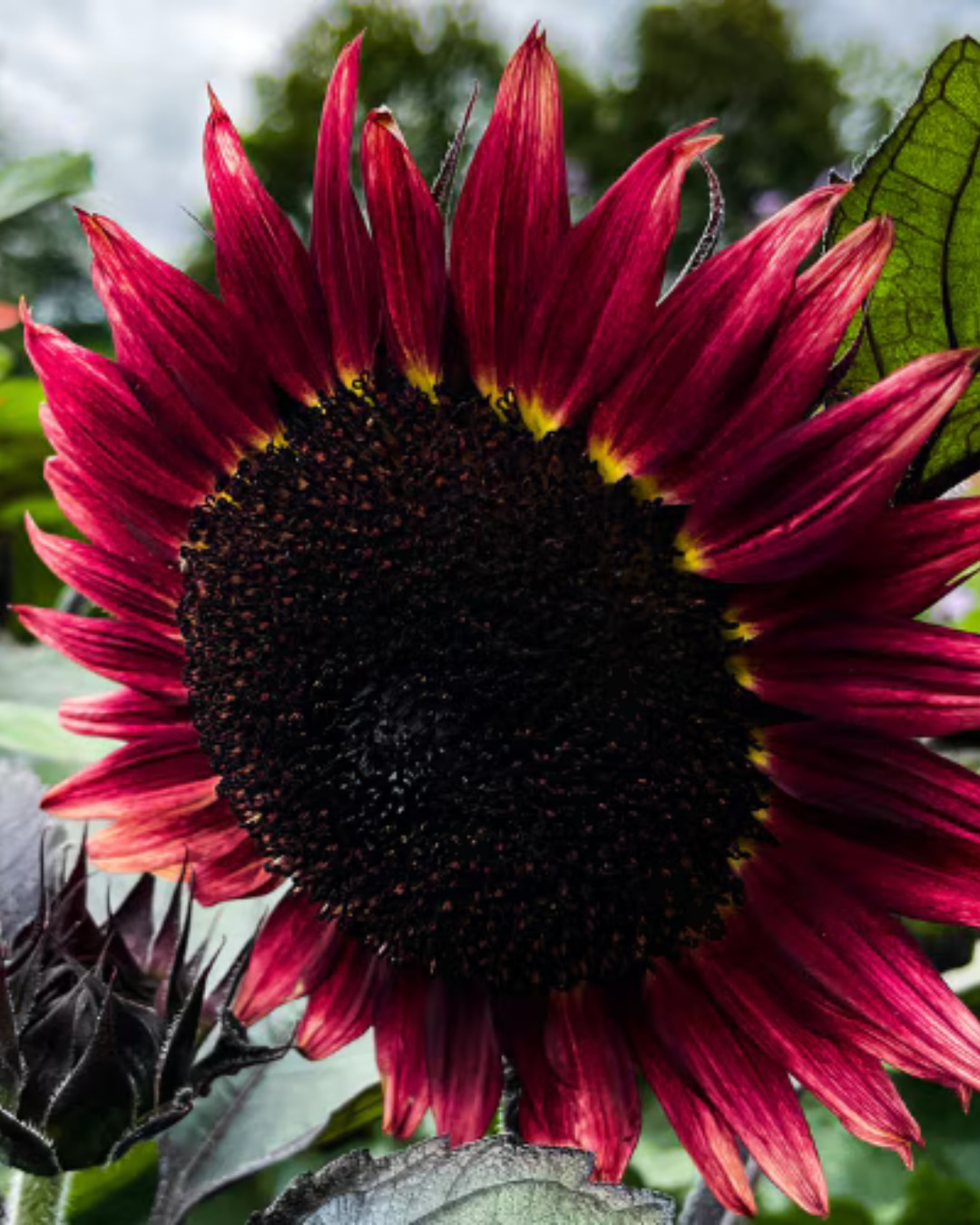 Floristan sunflower