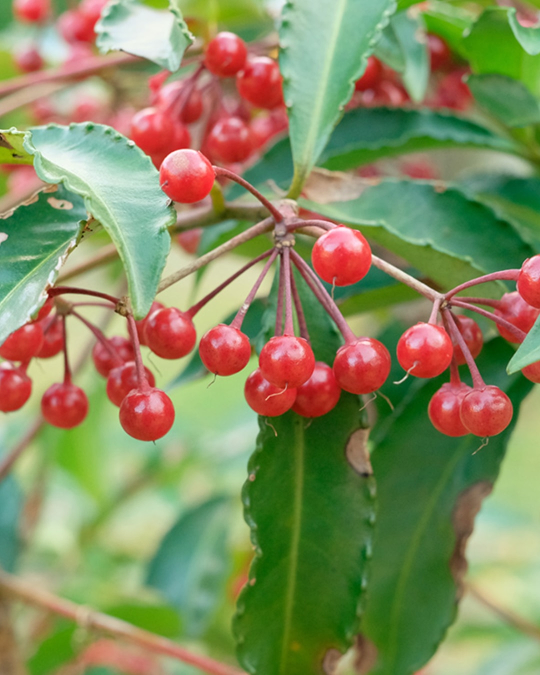 Berberidopsis corallina
