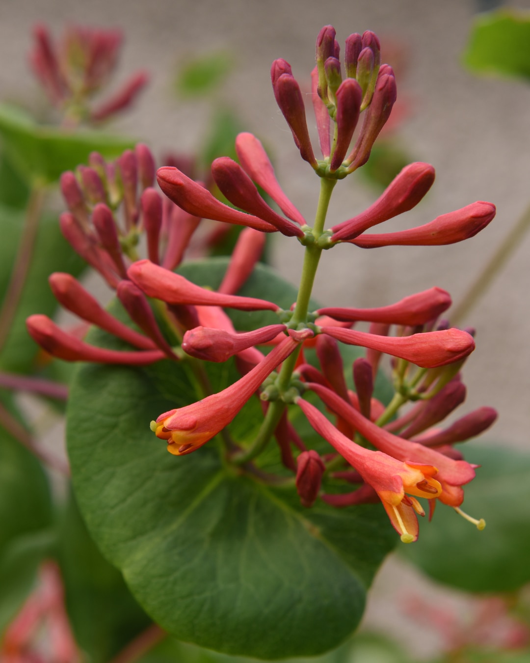 Lonicera ‘Dropmore Scarlet’