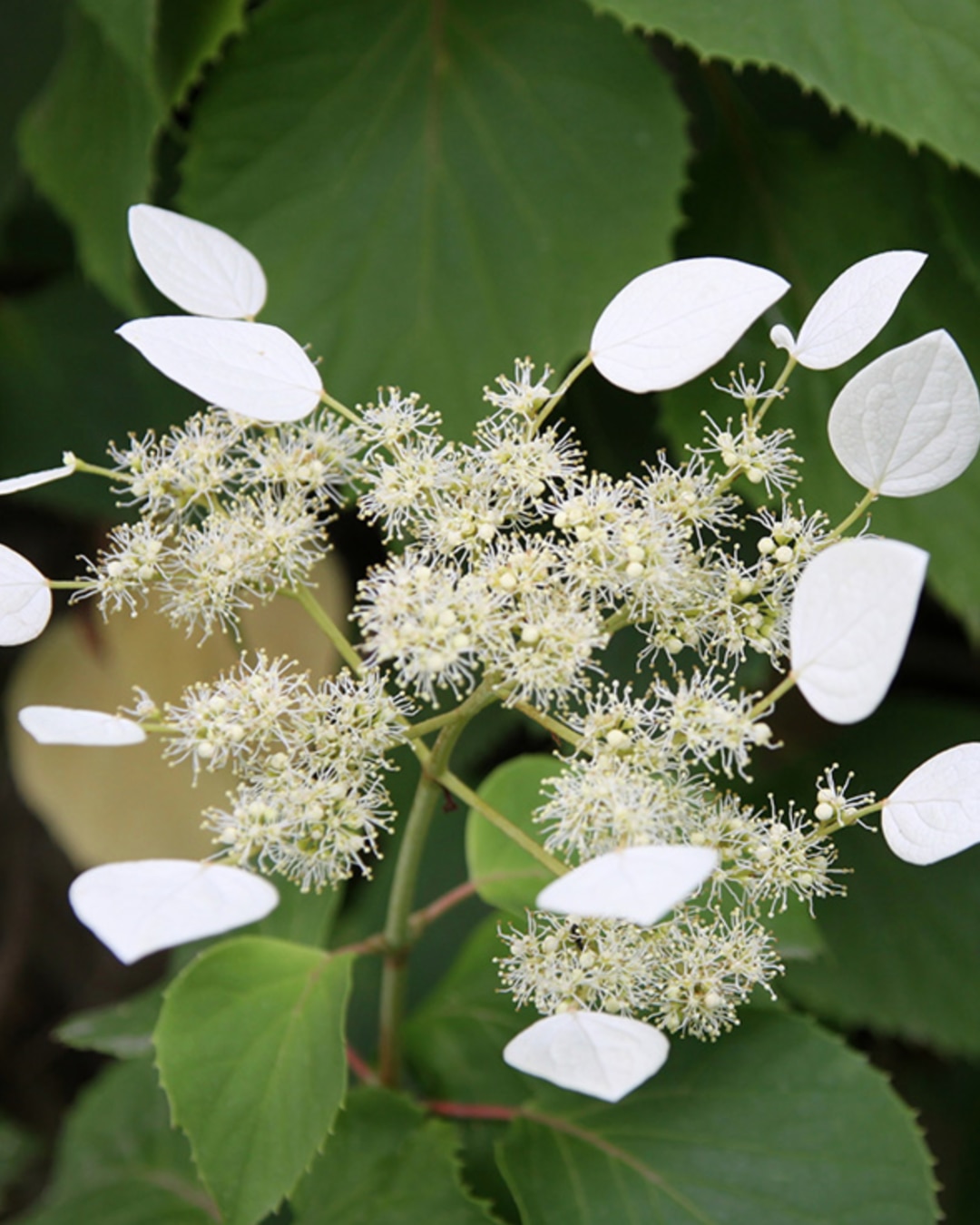 Schizophragma hydrangeoides ‘Moonlight’