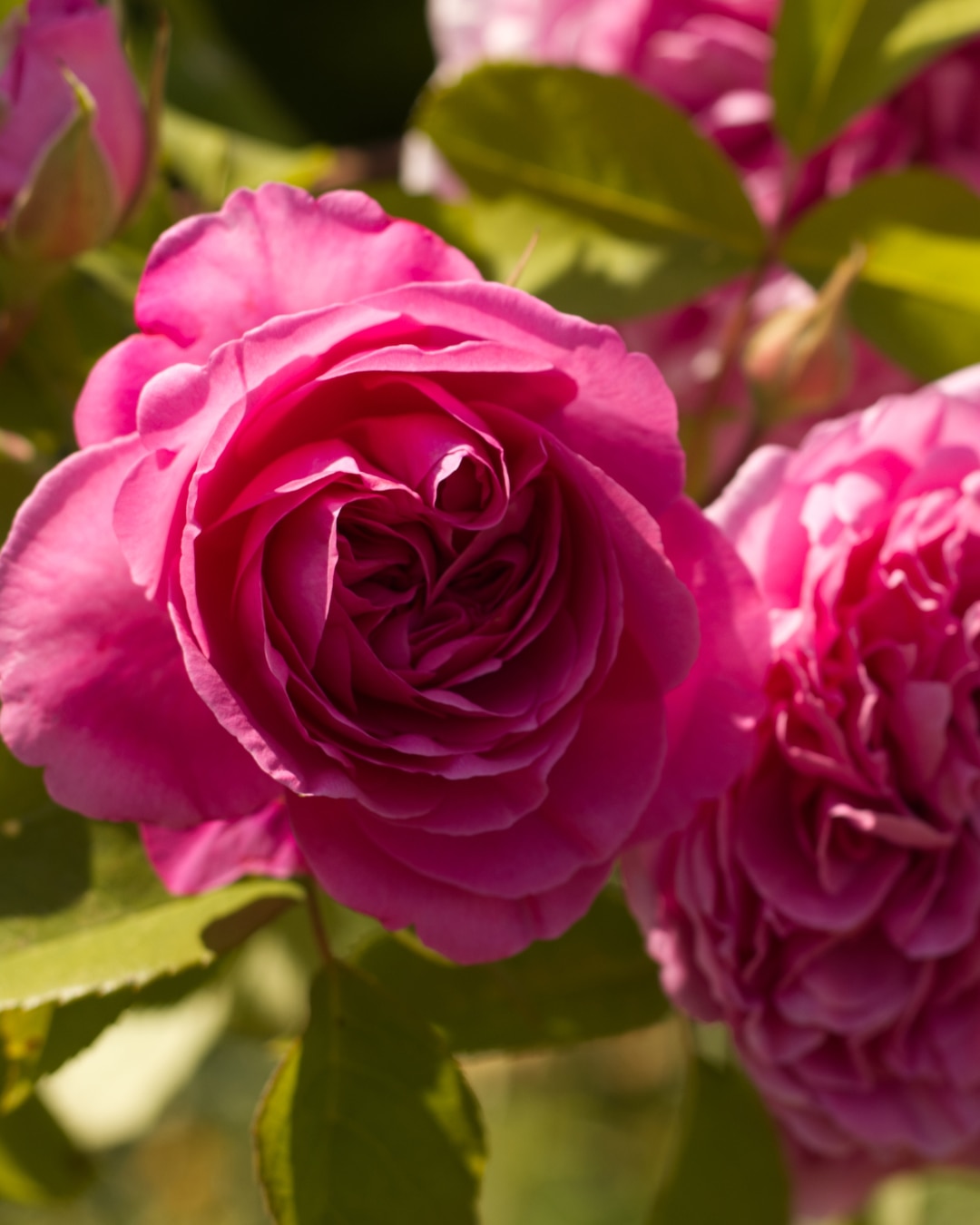 Climbing rose 'Gertrude Jekyll' 