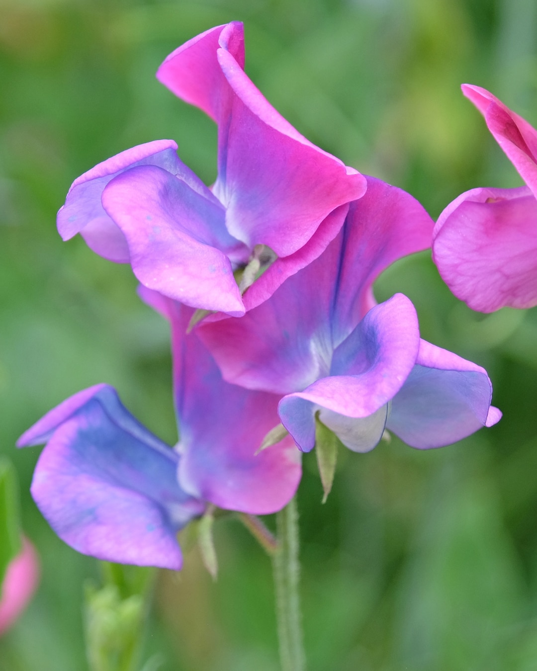Sweet pea ‘Blue Shift’ 