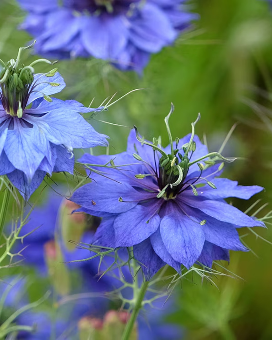 Nigella damascena ‘Miss Jekyll’