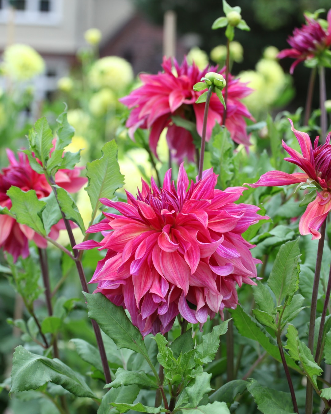 Dahlia ‘Penhill Dark Monarch’ 
