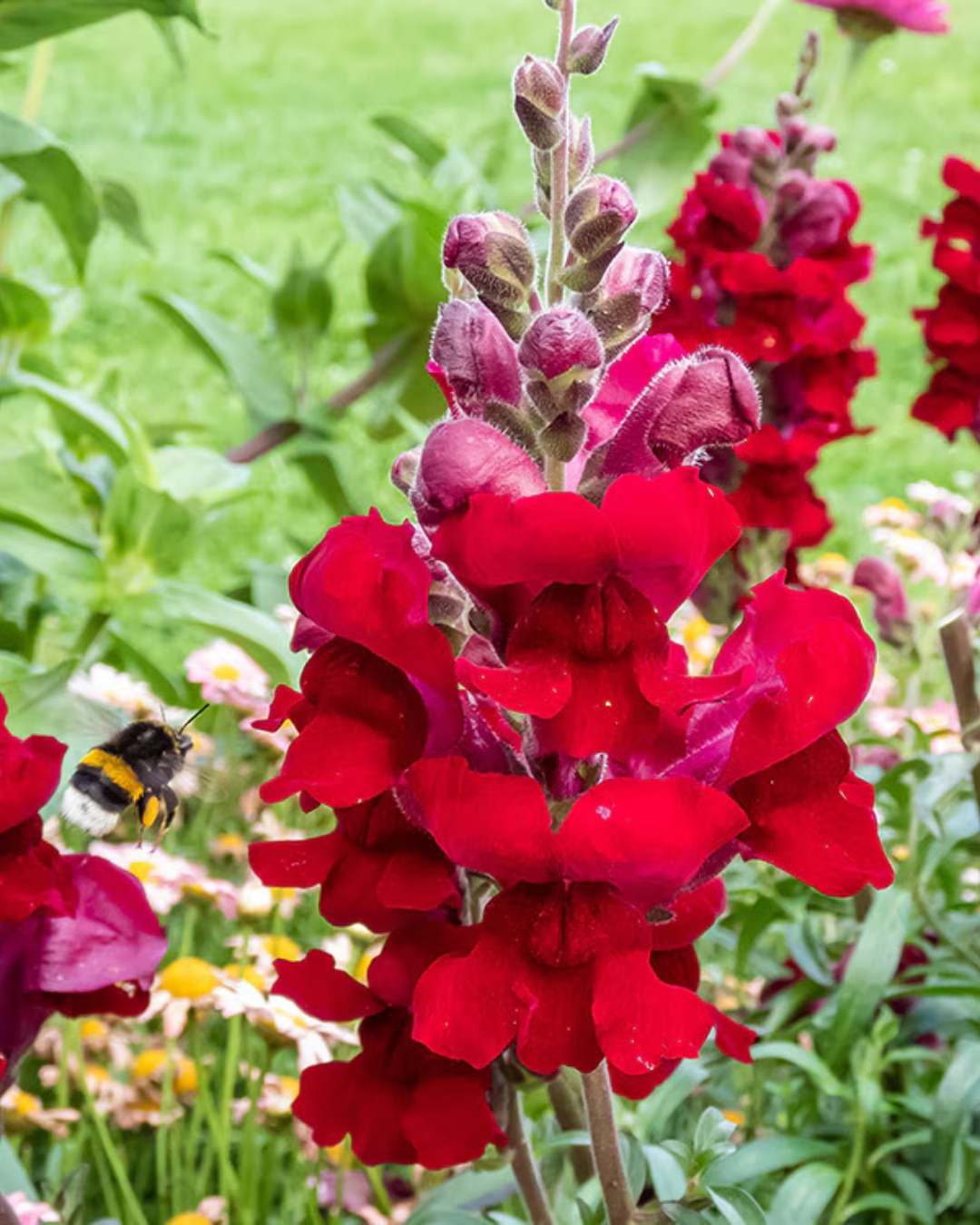 Antirrhinum majus ‘Liberty Classic Crimson’ 