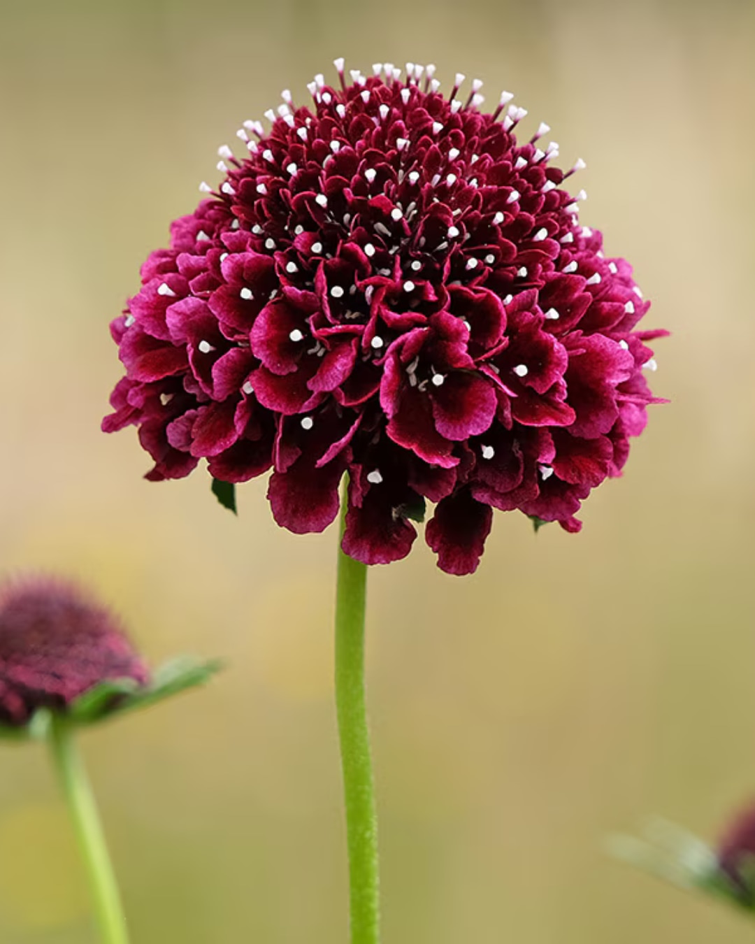 Scabiosa atropurpurea ‘Burgundy Beau’ 