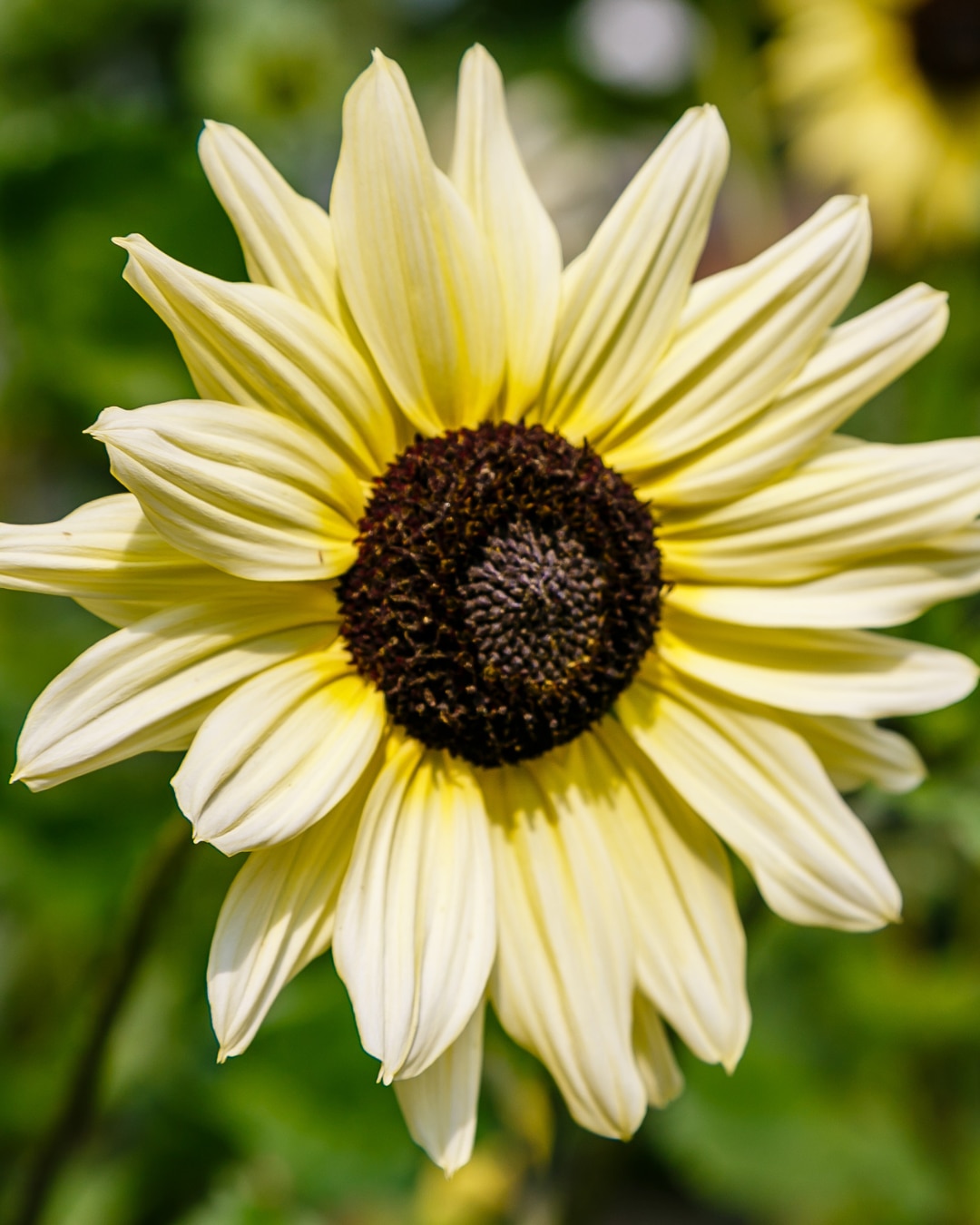 Helianthus annus ‘Valentine’