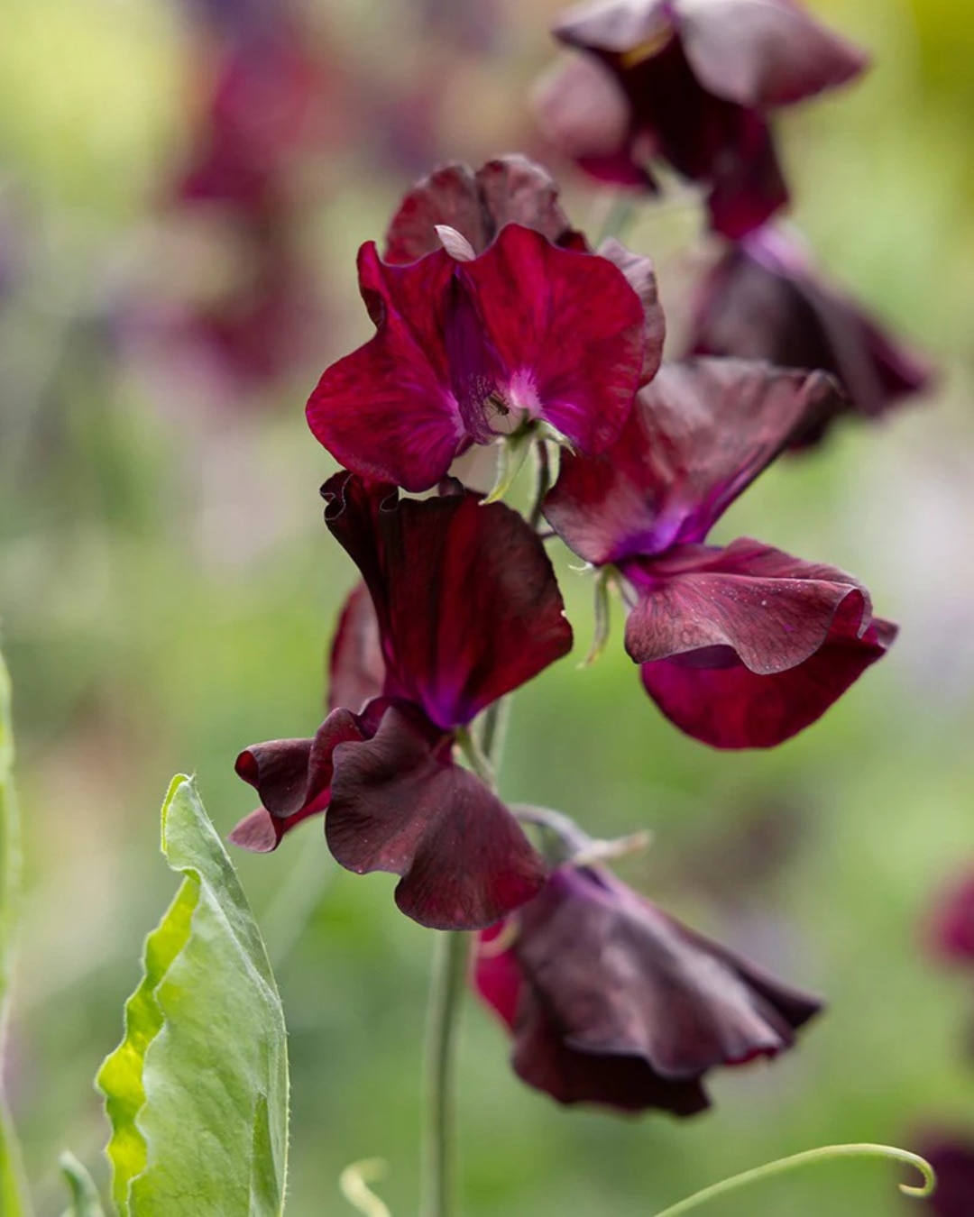 Lathyrus odoratus ‘Windsor’ 