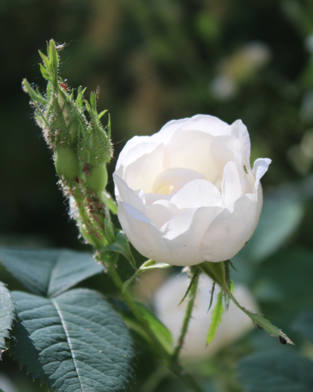 Rosa ‘Blanc Double de Coubert’