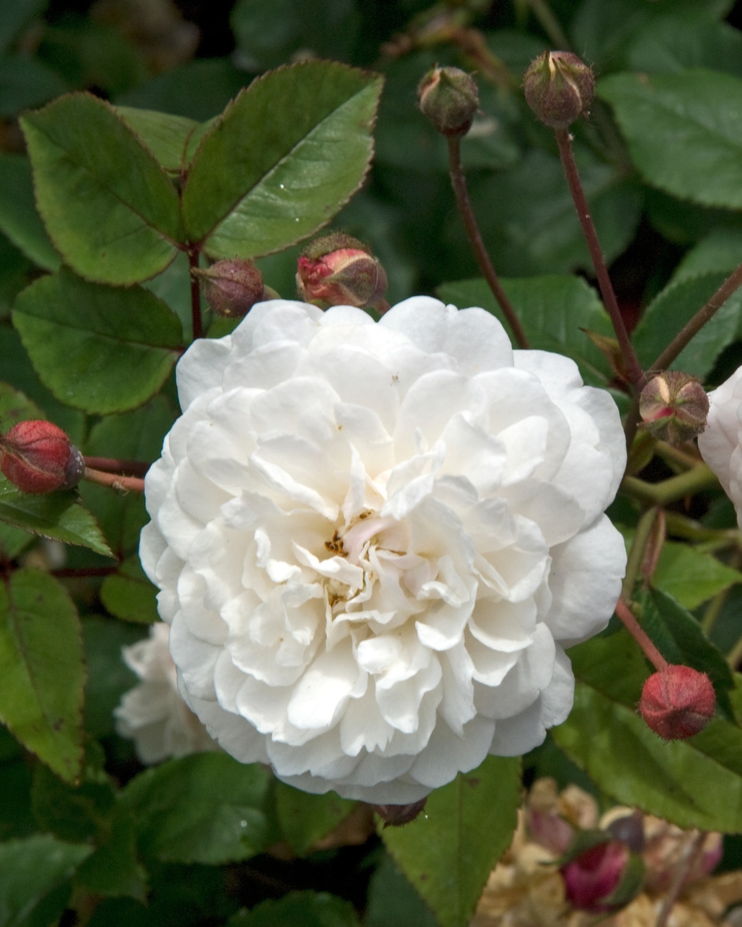 Rosa 'White Pet'