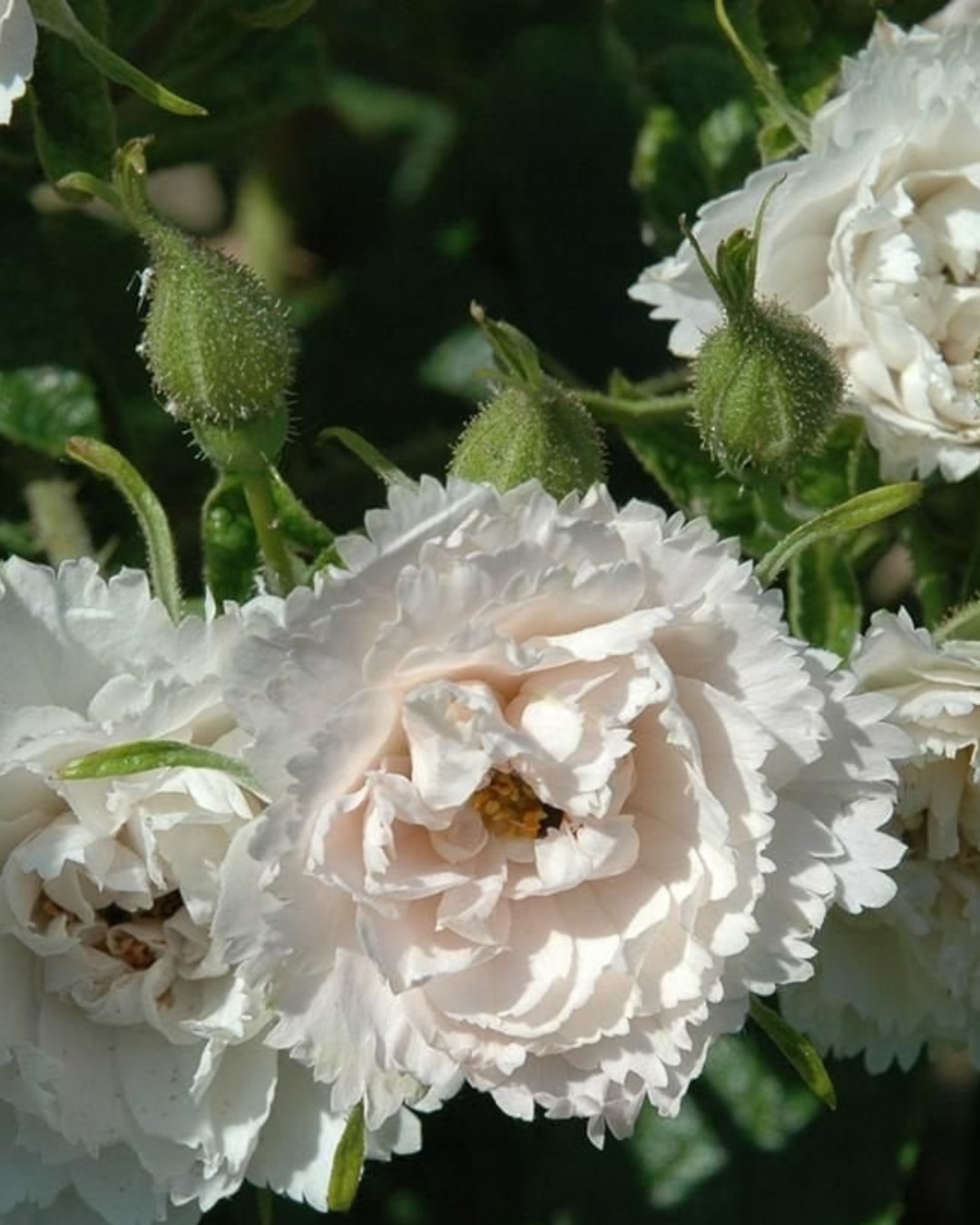 Rosa ‘White Grootendorst’