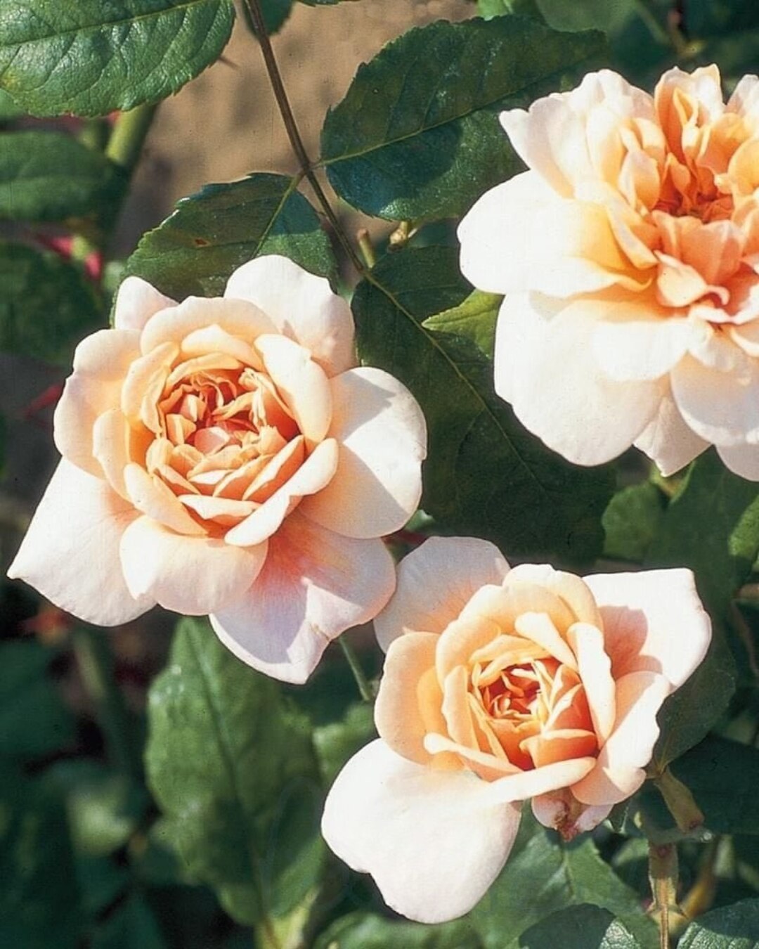 Rosa ‘Perle d’Or’ 