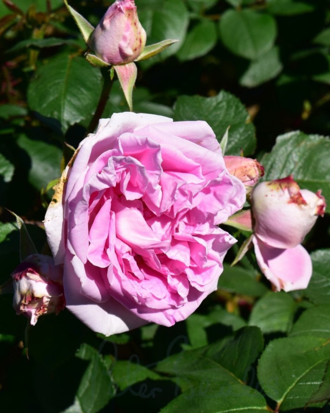 Rosa ‘Conrad F. Meyer’
