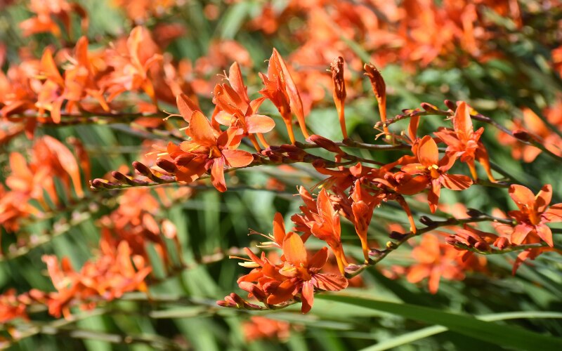 Crocosmia ‘Emily McKenzie’ 