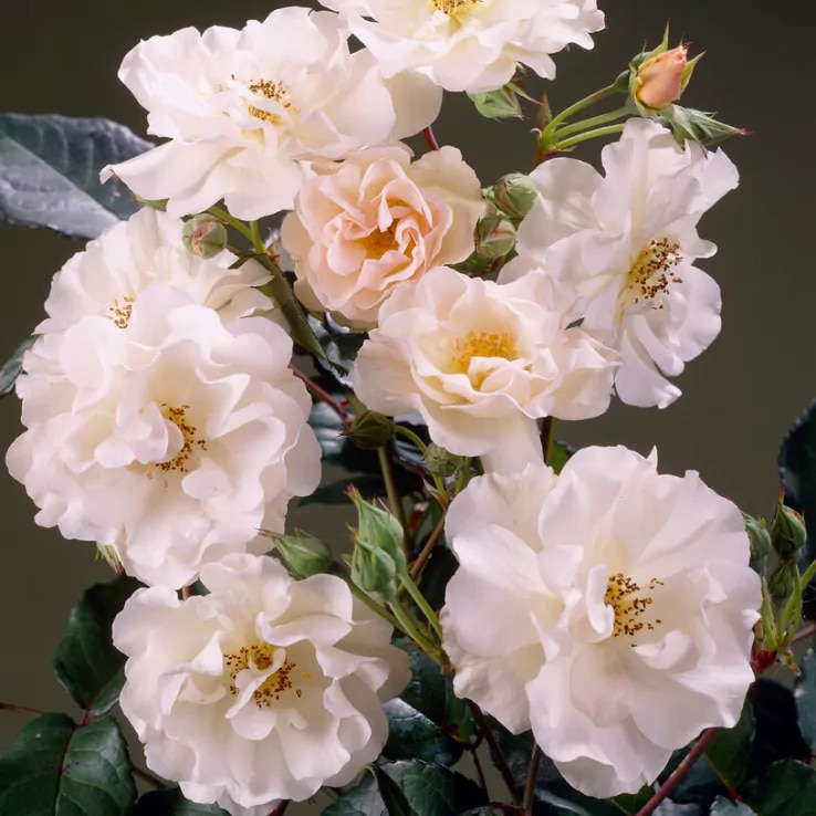 Rosa ‘Penelope Hobhouse’ 