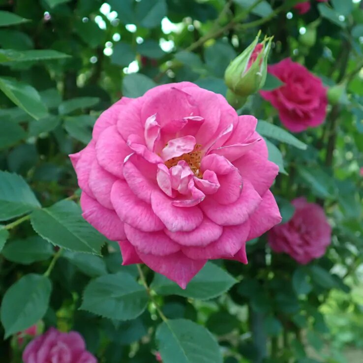 Rosa ‘Gloriana’