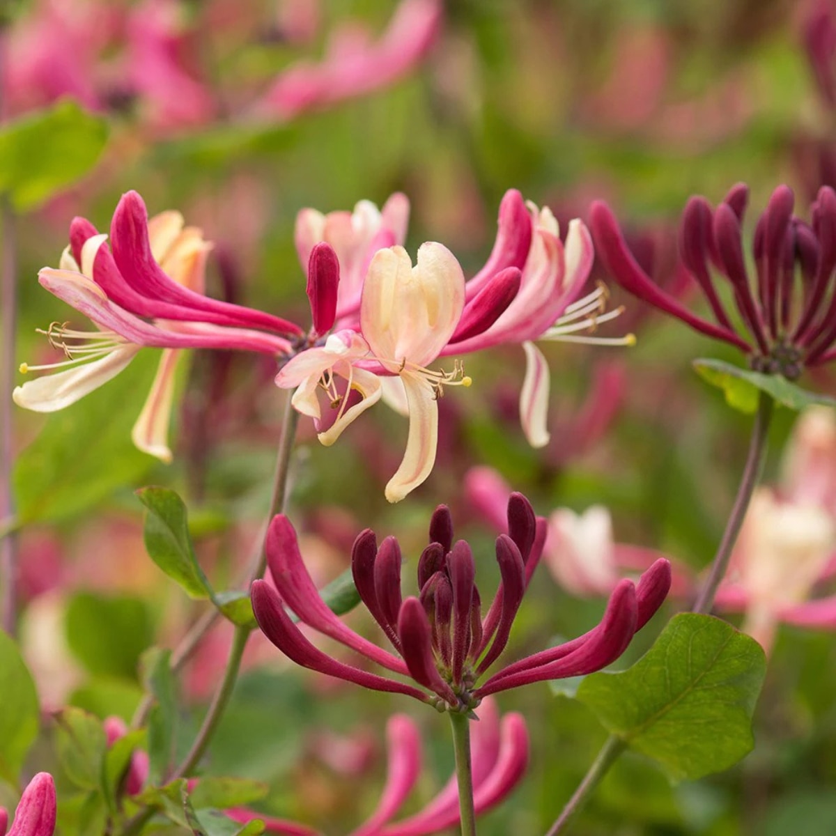 dark pink and pale pink honeysuckle flowers