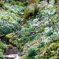 Snowdrops at East Lambrook Manor
