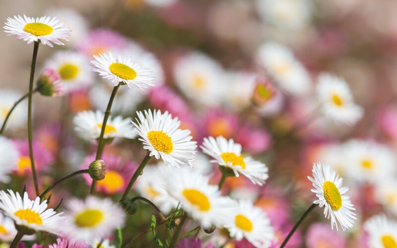 Erigeron karvinskianus