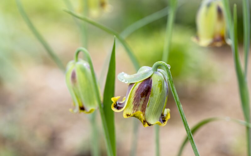 Fritillaria acmopetala
