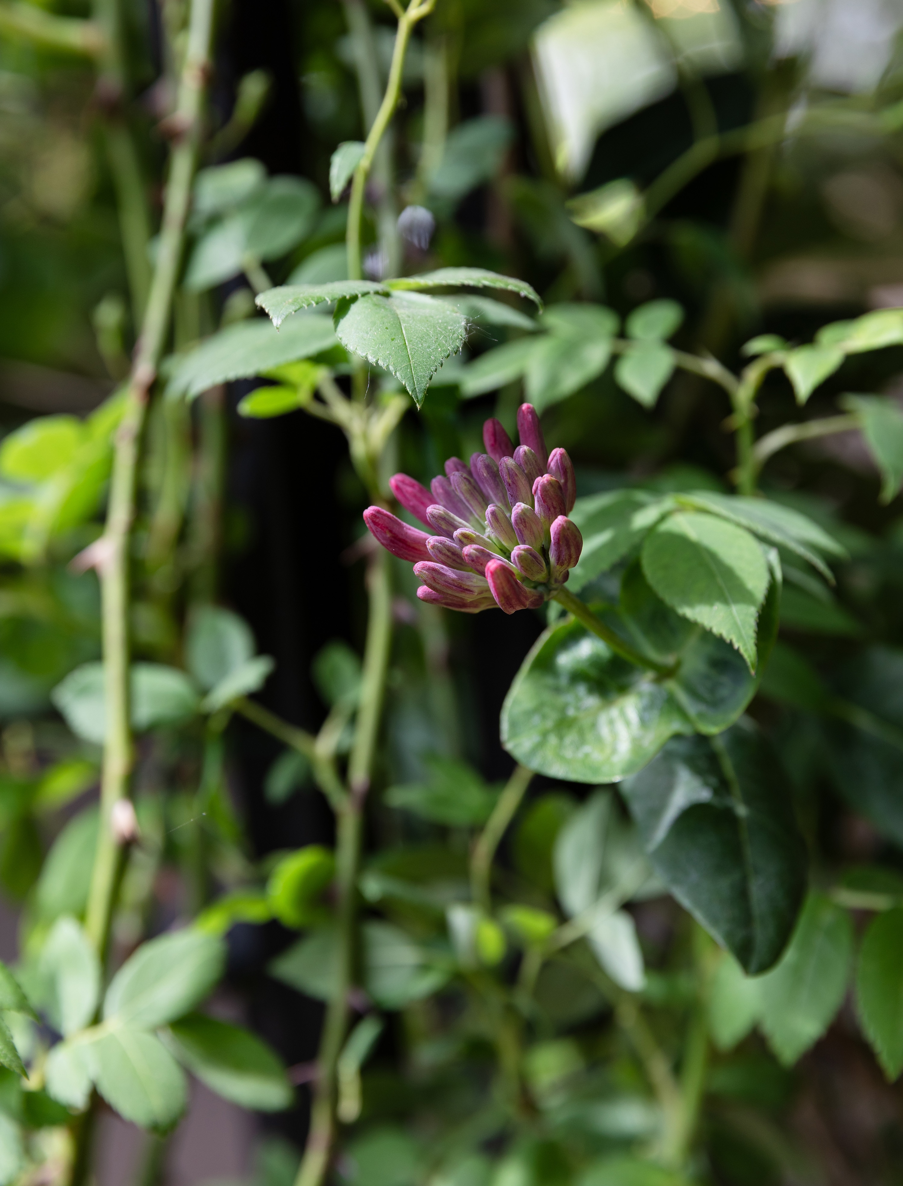 green plant with a pink flower in the centre