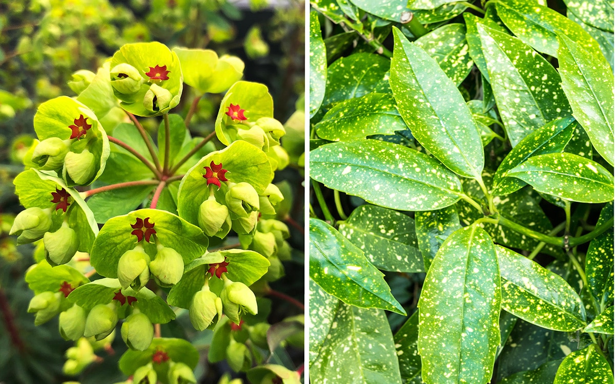 green flowers and foliage