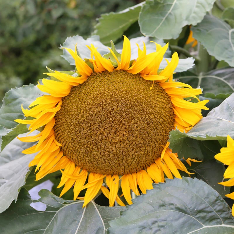 'Mongolian Giant'