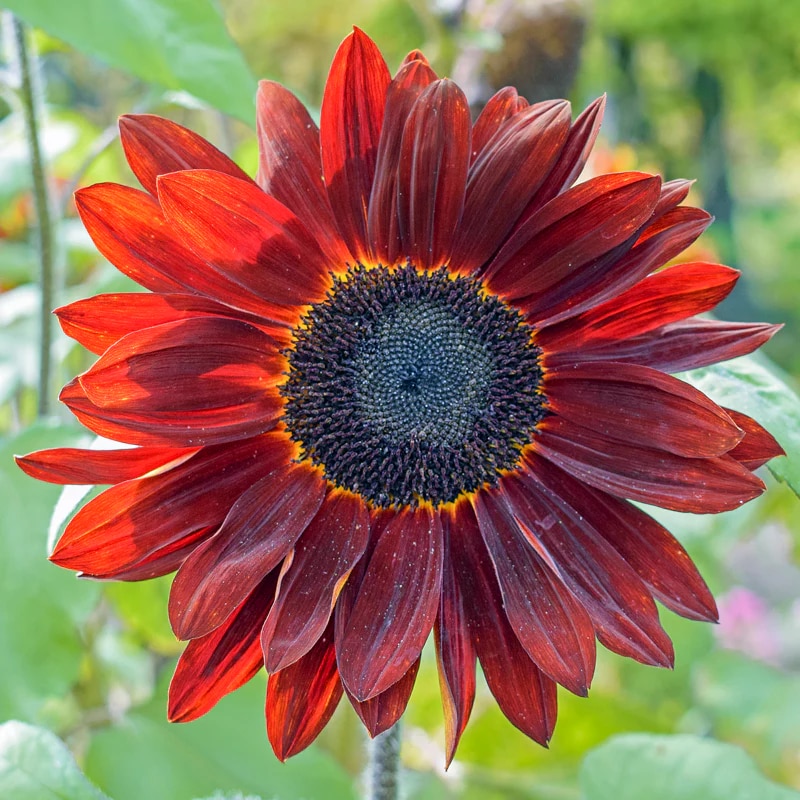 'Velvet Queen' 