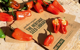 ‘Hinkelhatz’ chillies