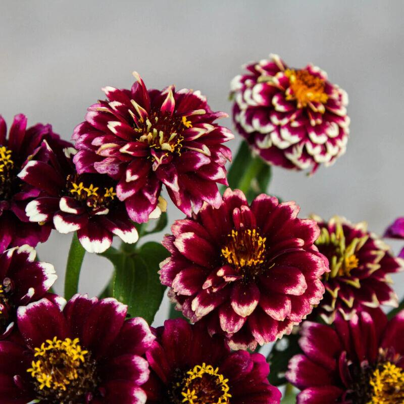 Zinnia ‘Burgundy Aztec Bicolor’ 
