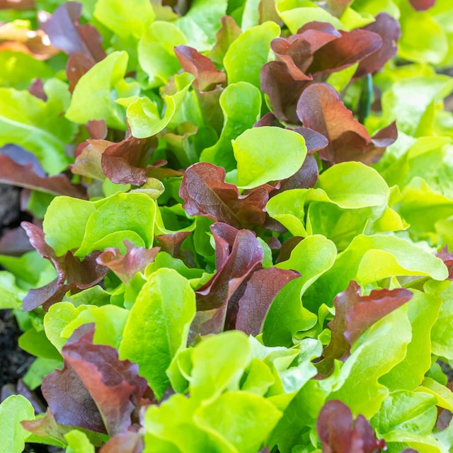 Lettuce 'Salad Bowl Red & Green'