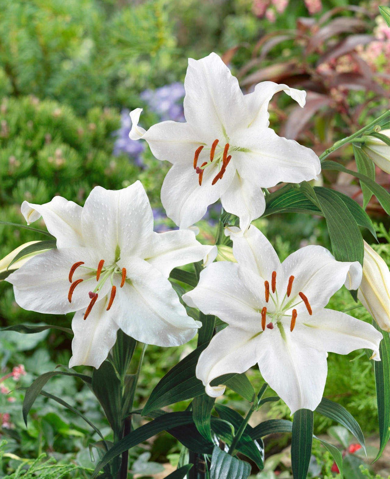 Lilium 'Casa Blanca'