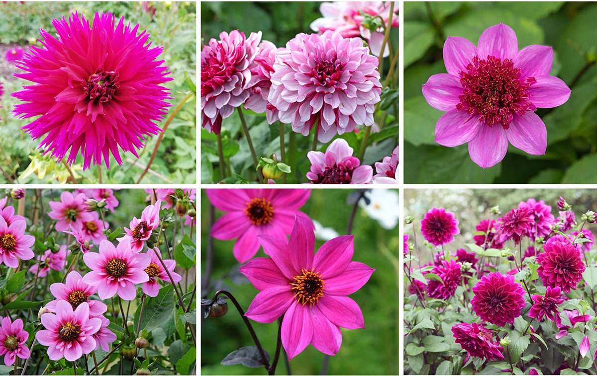 purple dahlias