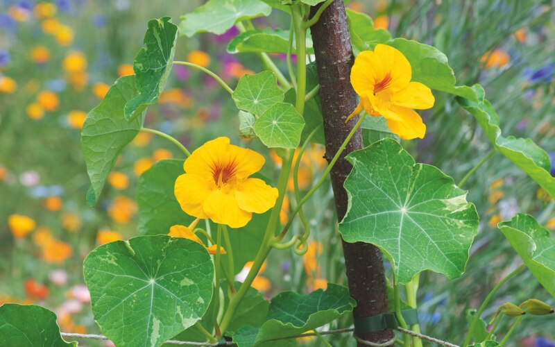 Nasturtium ‘Jewel of Africa’