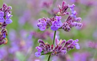The best nepeta catmint to grow