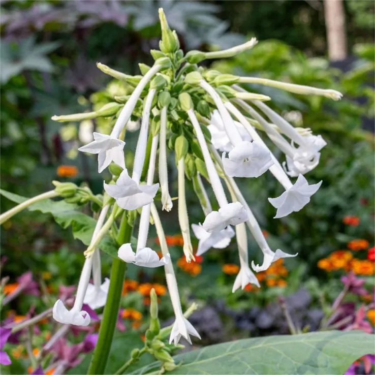 Nicotiana sylvestris