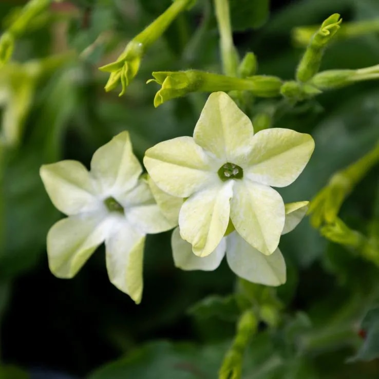 Nicotiana ‘Lime Green’ 