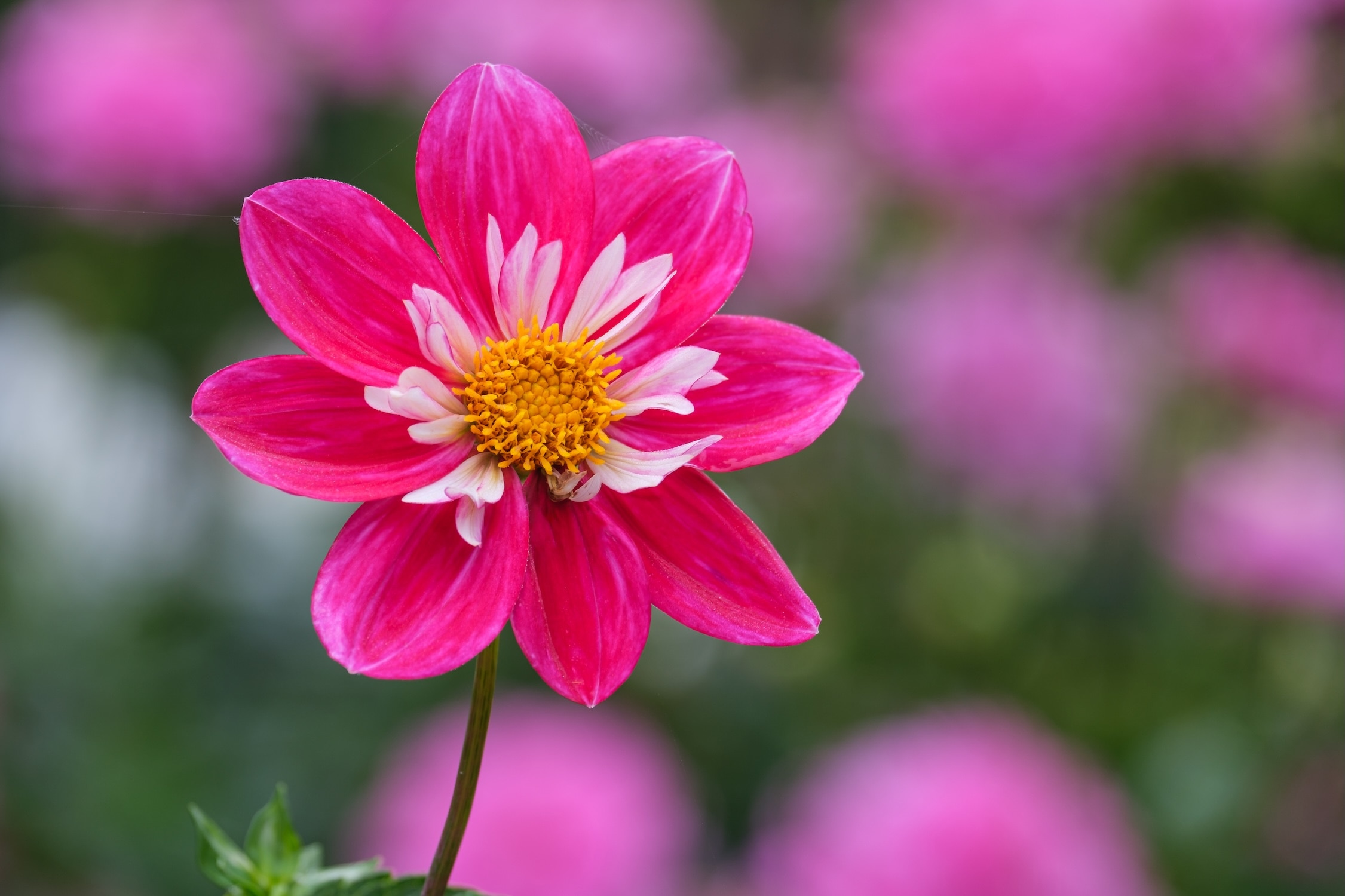 Tiny- flowered long-stemmed collarette dahlia ‘Sean C’.