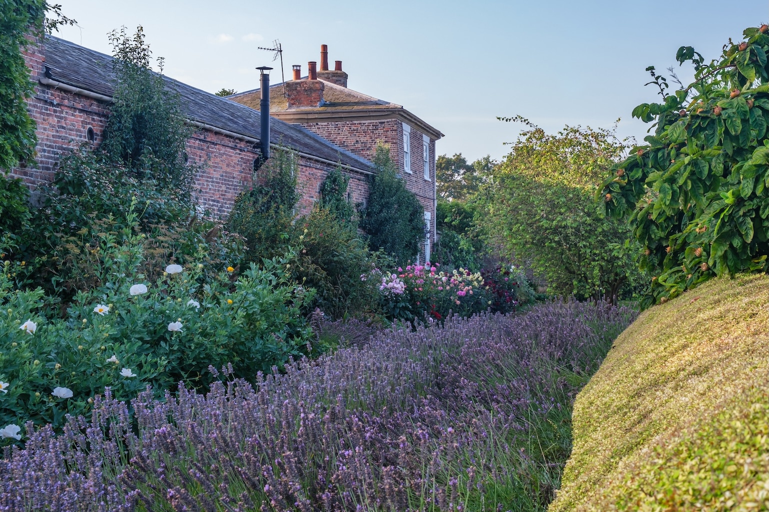 Lavender path 