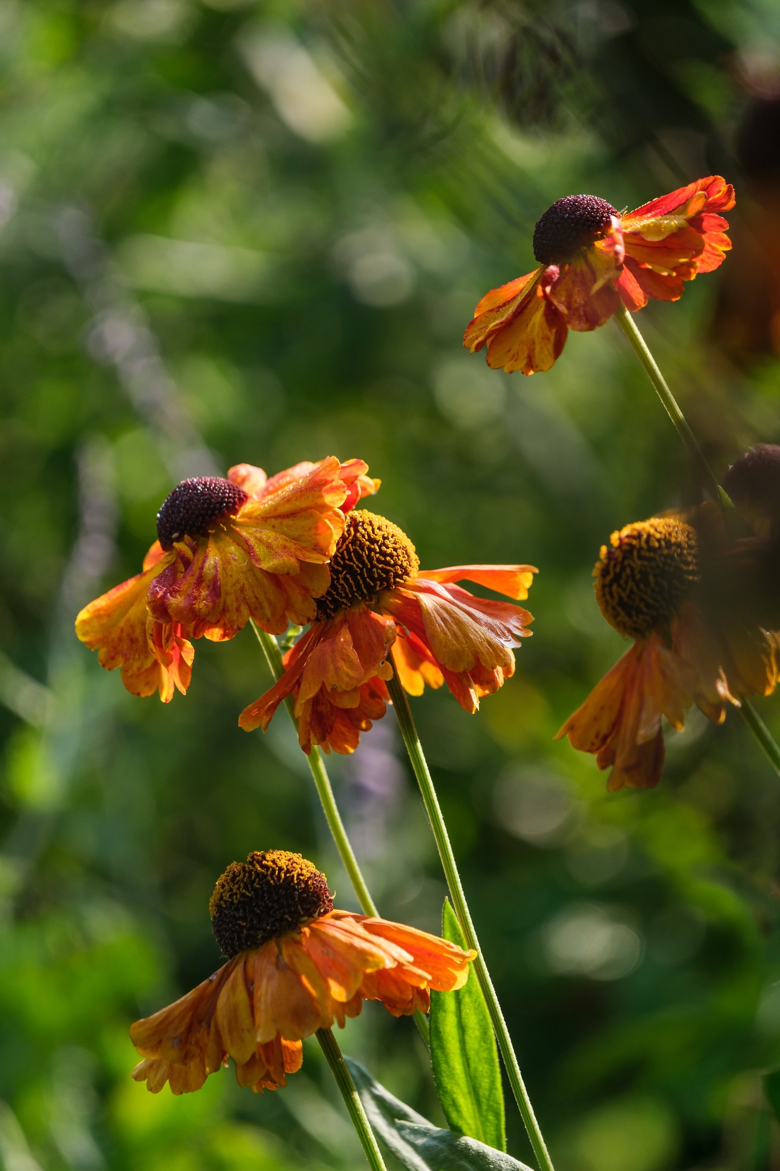 Helenium ‘Sahin’s Early Flowerer’
