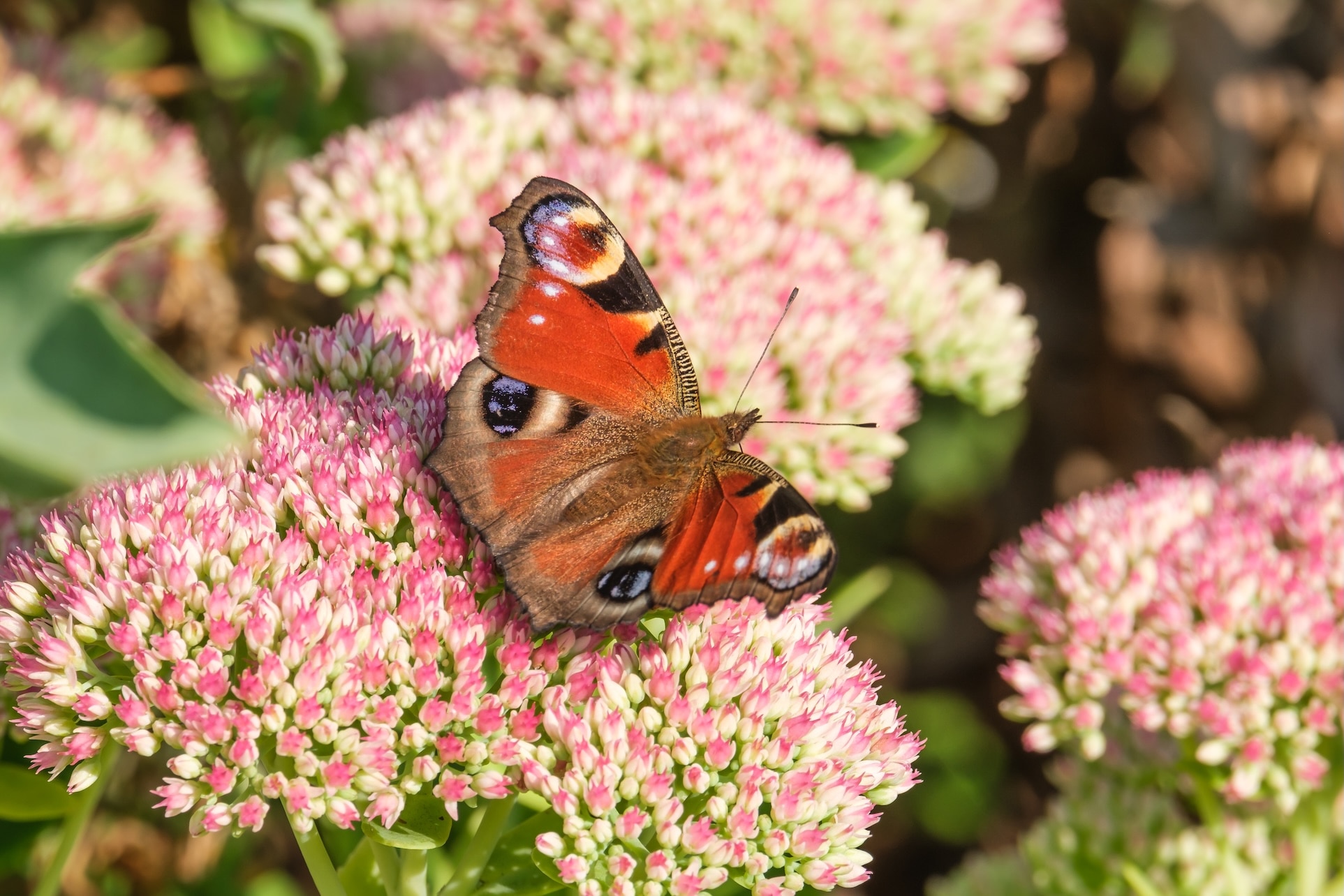 A peacock butterfly