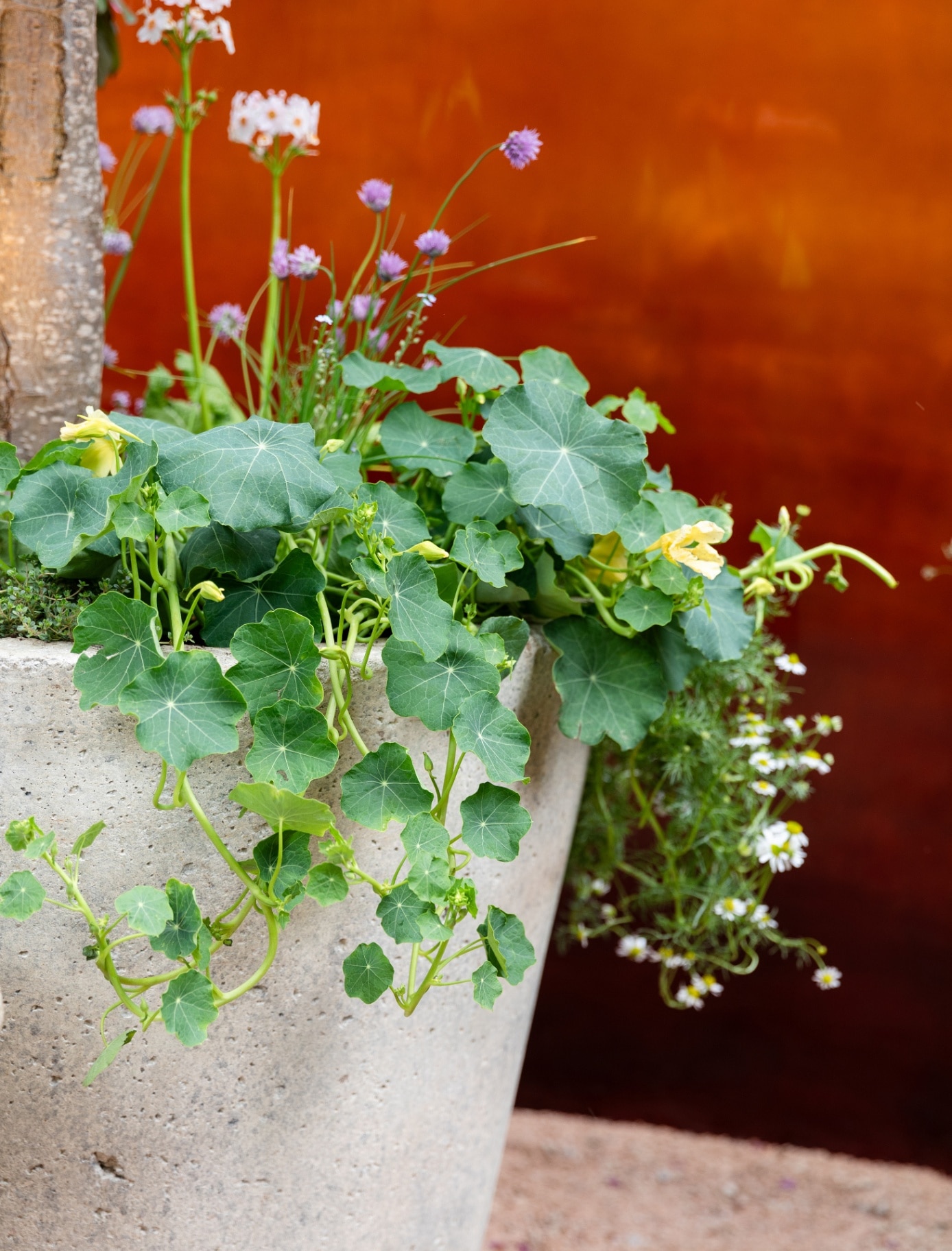 a large grey conrete plant pot filled with a green leafy plant against a burnt orange wall